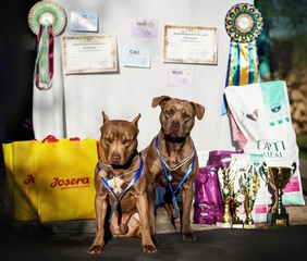 20.10.2024 – м. Одеса ПР «Зірки кінології» - «Кубок півдня України-2024».