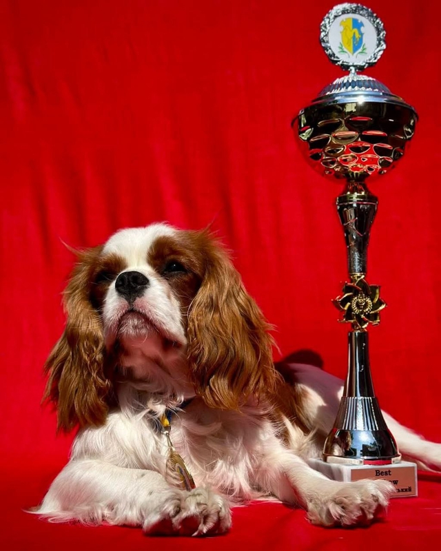 Племінний огляд-виставка собак рангу САС