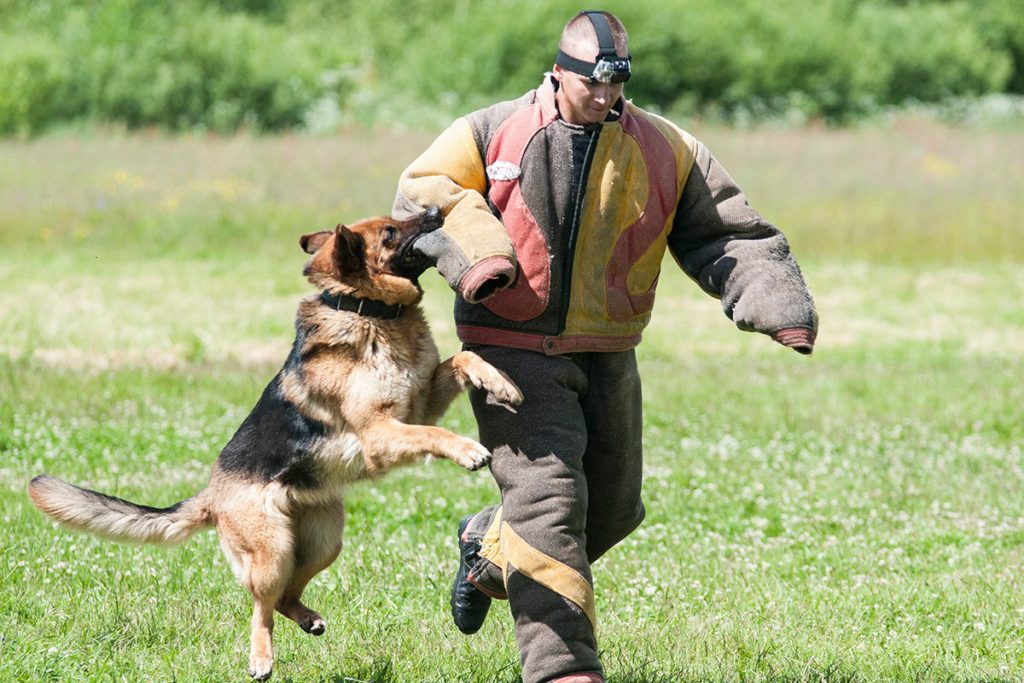 Оголошується набір на КІНОЛОГІЧНІ КУРСИ за спеціальністю ПЕРЕКЛАДАЧ-ПОМІЧНИК ЕКСПЕРТА до 31.01.2024