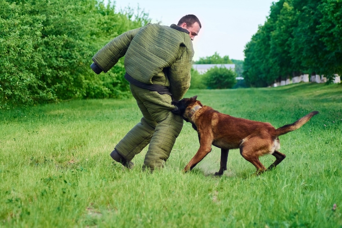 Оголошується набір на КІНОЛОГІЧНІ КУРСИ за спеціальністю ПЕРЕКЛАДАЧ-ПОМІЧНИК ЕКСПЕРТА до 31.01.2024