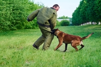 Оголошується набір на КІНОЛОГІЧНІ КУРСИ за спеціальністю ПЕРЕКЛАДАЧ-ПОМІЧНИК ЕКСПЕРТА до 31.01.2024